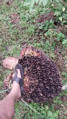 Di butuhkan tenaga kerja untuk bekerja di kolam ikan dan perkebuanan