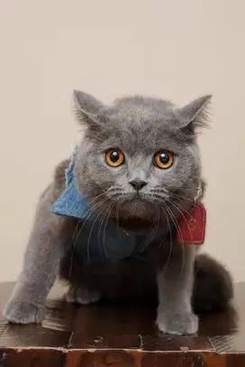 LEPAS ADOPT BSH BLUE