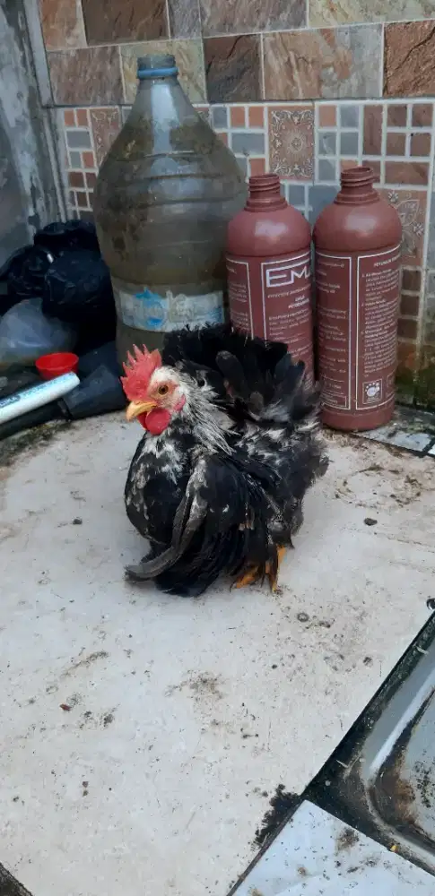 Jual ayam kate serama murah abiz