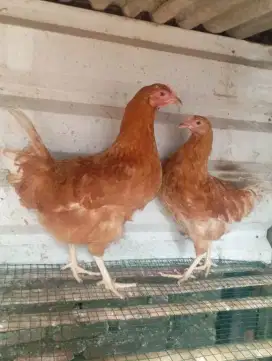Ayam petelur 2 ekor