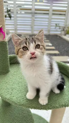 Kucing BSH betina