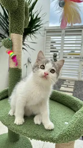 Kucing BSH jantan