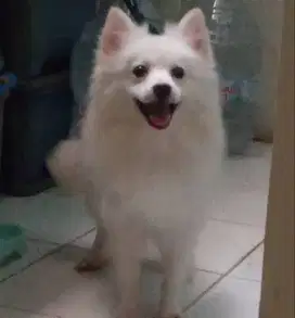 Jual anjing minipom semihibah