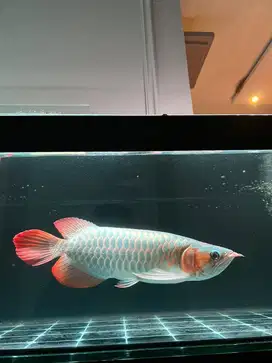 Ikan Arwana Super Red 43cm