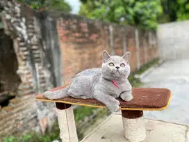 kucing BSH female / betina 4 bulan