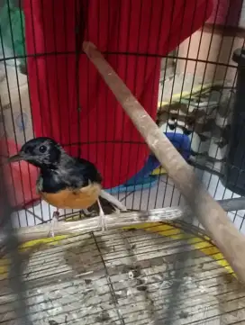 Burung Murai trotol jantan lg mutasi ke pastol ring ternakan fighter