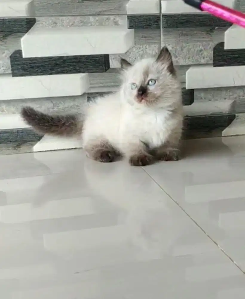 Munchkin ragdoll sealpoint jantan betina blue eyes