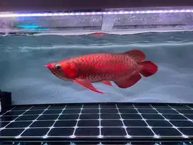 Ikan Arwana Super Red Merah Merona 48cm