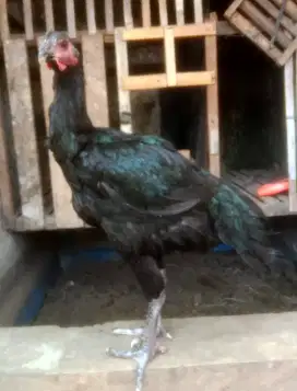 AYAM PELUNG BETINA