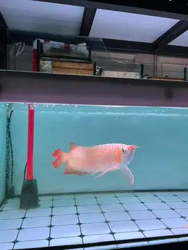 Ikan Arwana Super Red 40cm