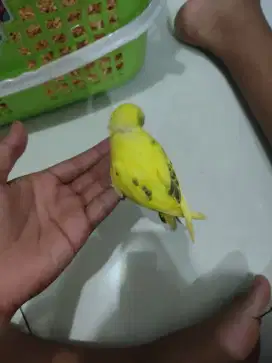 burung parkit lokal
