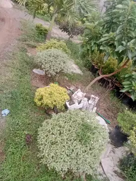 Terima jasa rawat dan buat taman halaman rm restoran dll