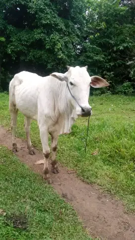 Jual sapi danten umur 3tahun sehat