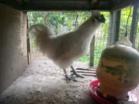 Ayam kapas Asli