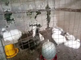 Ayam kapas Asli