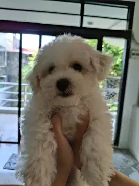 Jual anakan anjing bichon frise