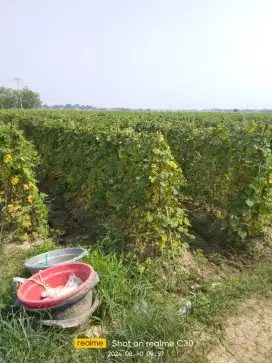 Tanah sawah, cocok tanam padi, timun, pare, dll