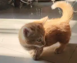Monskins betina usia 1.5 bulan