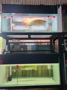 Arwana super red