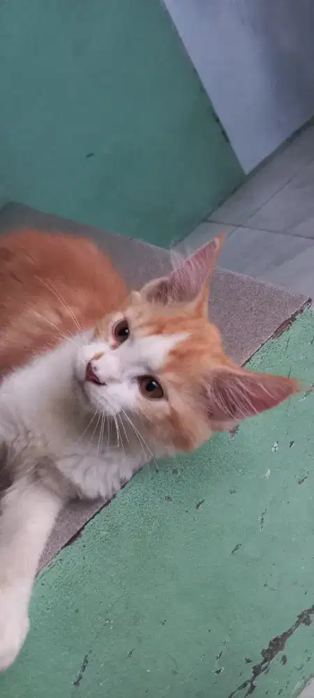 Kitten Mainecoon betina bapak PED ibu NON PED