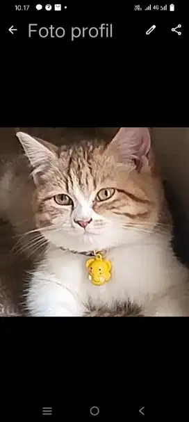 Kitten umur 4 bkn cwek nego