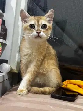 Kucing bsh Golden jantan