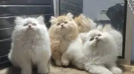 kucing kitten persia super gemoy