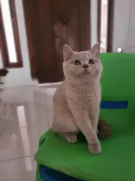 Open kitten BSH betina Lilac