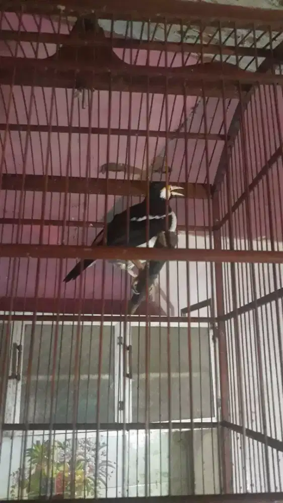 Jalak suren jawa mulus