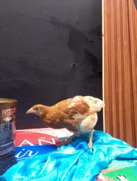 Ayam petelur remaja