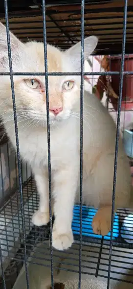 Jual Kucing persia jantan
