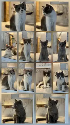 Kitten BSH (British Short Hair)