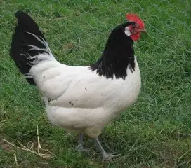 sepasang ayam lakenvelder 1 tahunan siap ternak asal jerman belanda ok
