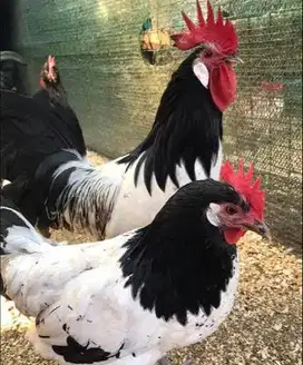 sepasang ayam lakenvelder 1 tahunan siap ternak budidaya asal eropa ok