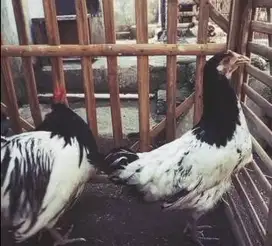 sepasang ayam lakenvelder 1 tahunan siap ternak budidaya asal eropa ok
