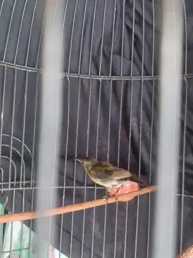 Jual burung konin fs.