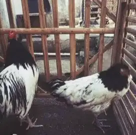 sepasang ayam hias lakenvelder 1 tahunan siap ternak hobby2an budidaya