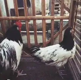 sepasang ayam hias lakenvelder 1 tahunan siap ternak piara hobby2an ok