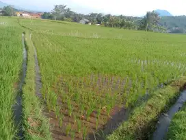 Tanah sawah dijual 103 tumbak harga nego