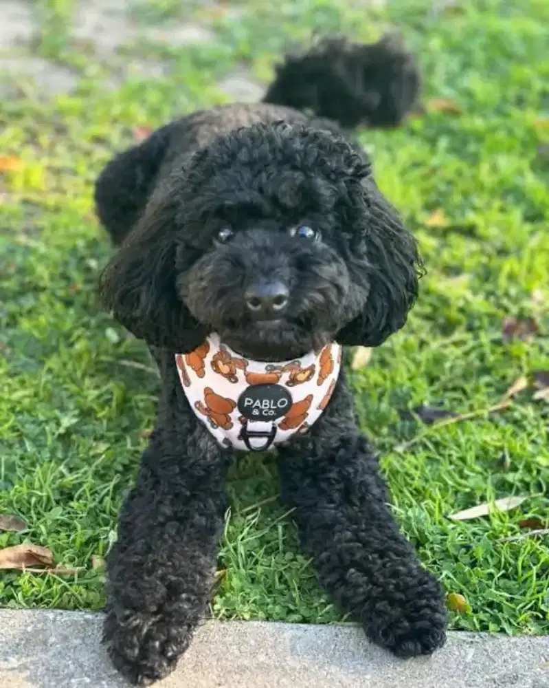 toy poodle betina usia 9 bulan non stb