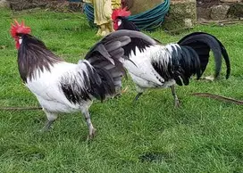 sepasang ayam hias eropa lakenvelder 1 tahunan siap ternak piara hobby