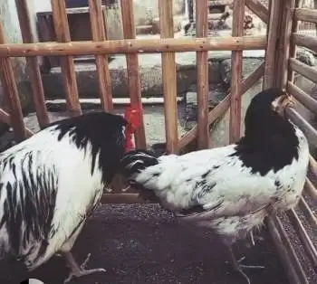 sepasang ayam hias eropa lakenvelder 1 tahunan siap ternak piara hobby