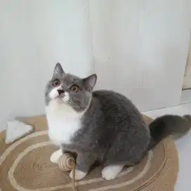 Open Adopsi BSH