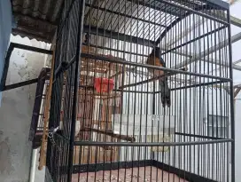 Misi gan jual burung murai masih baru pastol