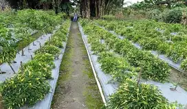 Lowongan kerja tani