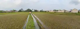 D jual tanah berupa sawah di area Parung, Bogor