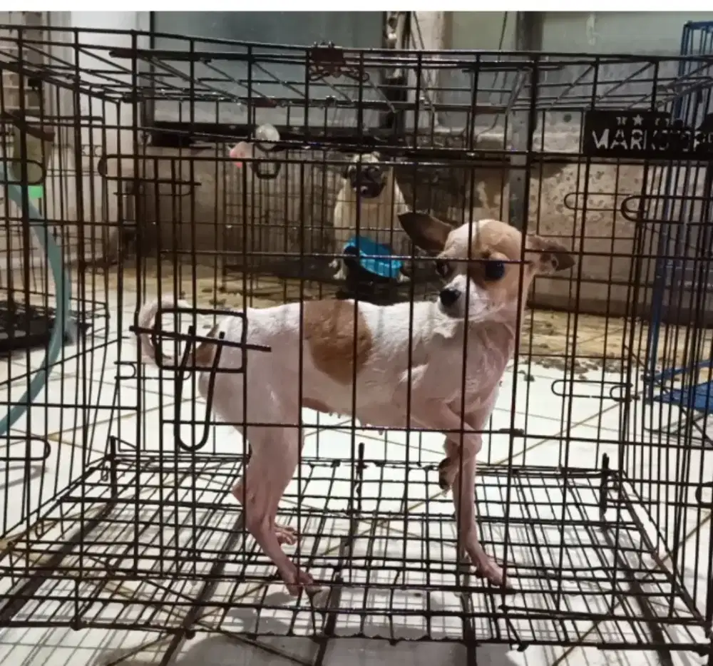 Anjing indukan chihuahua