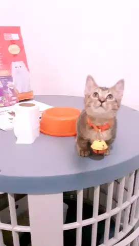 Jual Anak Kucing BSH Munchkin Super Cebol Shorthair Lucu & Manja !!
