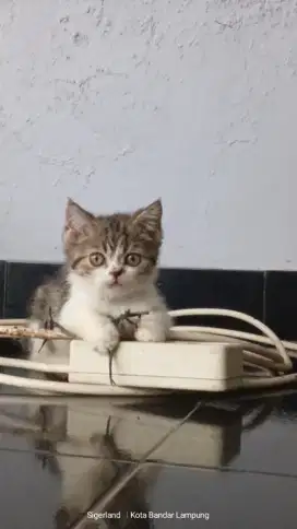 Kucing Scottish stright non pedigree