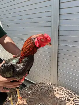 Ayam laga 2D (plucker USA x ganoy)RJF